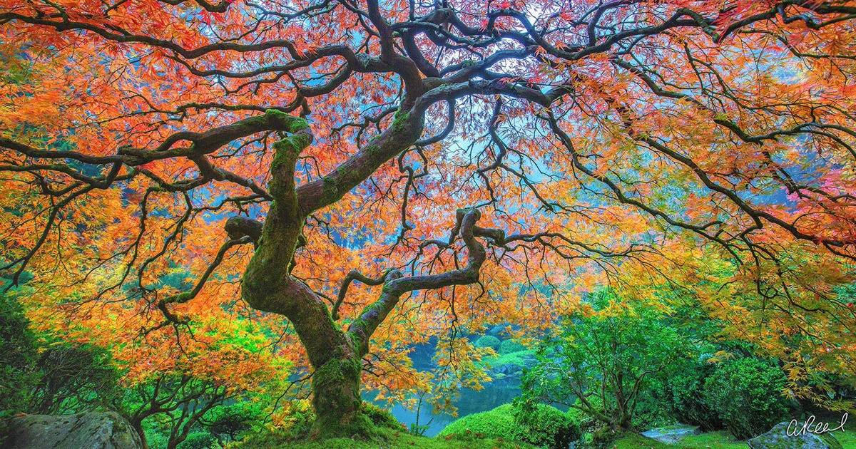 Fotografía artística en naturaleza ile ilgili görsel