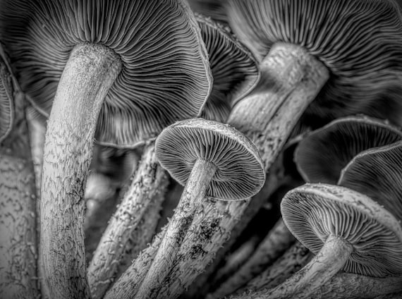 Fotografía artística macro ile ilgili görsel